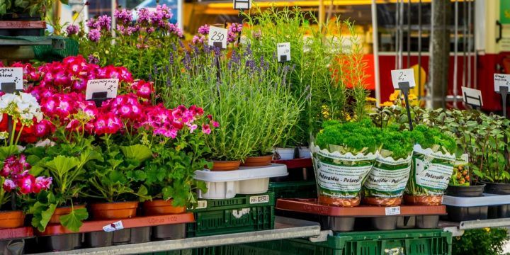 Blick auf einen Stand vom Jenaer Wochenmarkt, bunte Pflanzen